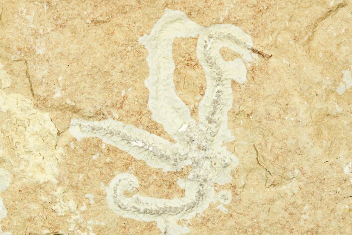 Jurassic Brittle Star Fossil - Solnhofen #244327